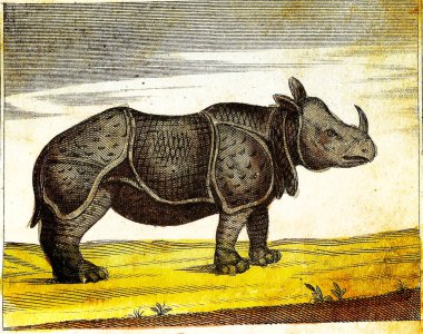 RHINOCEROS - 1840 Orijinal renkler ve kusurlarla İşlenmiş Vintage Illustration.