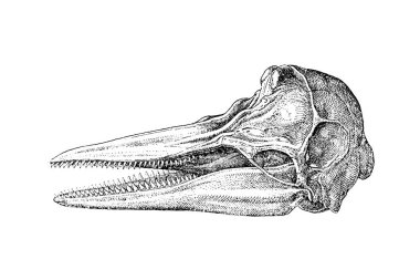 Zooloji Illustration 'un oymacılık tarzındaki el çizimi