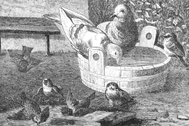 Genç bir kadının eski ve klasik bir çizimi