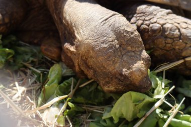 Hermann 'ın Kaplumbağası (Bilimsel adı: Testudo Hermanni)