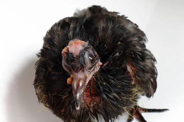 鳥のポキソウイルス感染症 ハト病を持つピジョン — ストック写真