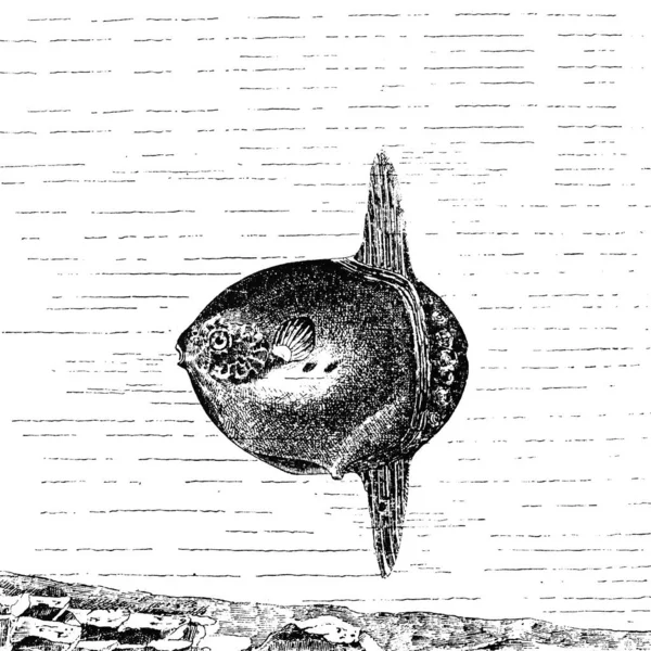 Ручний Намальований Ескіз Зоології Ілюстрація Стилі Гравюри — стокове фото