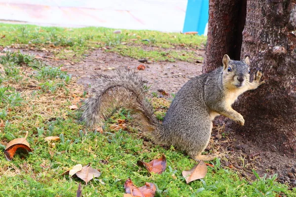 stock image Squirrel, member of the family Sciuridae