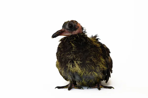 Duva Kyckling Vetenskapligt Namn Columba Livia Isolerad Vit Bakgrund — Stockfoto