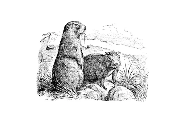Boceto Dibujado Mano Zoología Ilustración Estilo Grabado —  Fotos de Stock