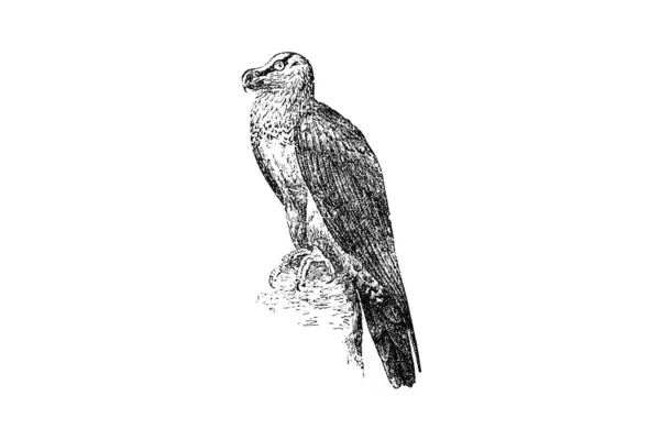 Ασπρόμαυρη Απεικόνιση Ενός Πουλιού — Φωτογραφία Αρχείου