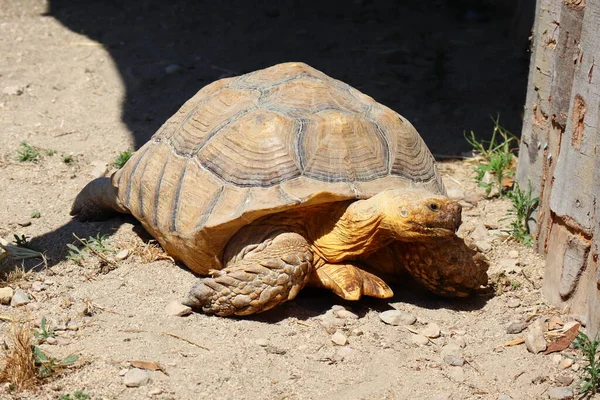 Hermann Tortoise Научное Название Testudo Hermanni — стоковое фото