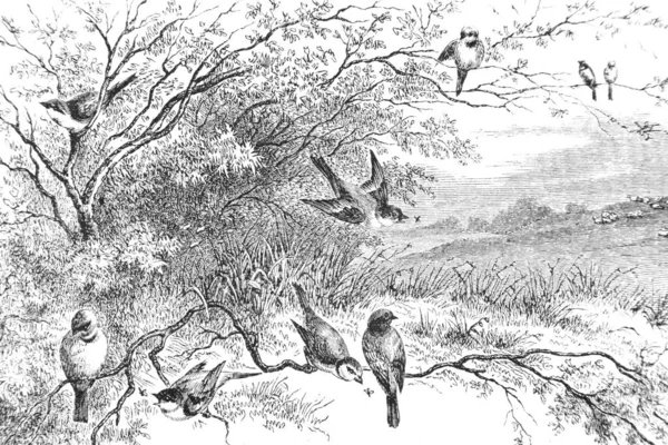 Απεικόνιση Ενός Πουλιού Στο Πάρκο — Φωτογραφία Αρχείου