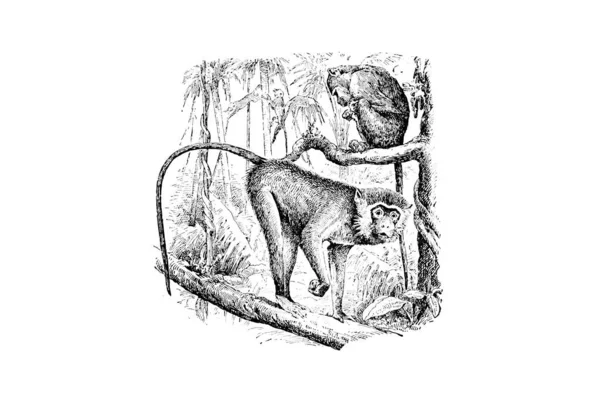 Handgezeichnete Illustration Eines Wolfes Mit Knochen — Stockfoto