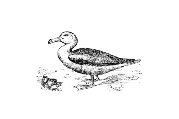 Ilustração Pássaro Forma Ganso — Fotografia de Stock