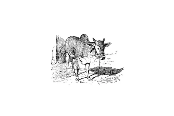 Ilustração Desenhada Mão Lobo Com Cavalo — Fotografia de Stock