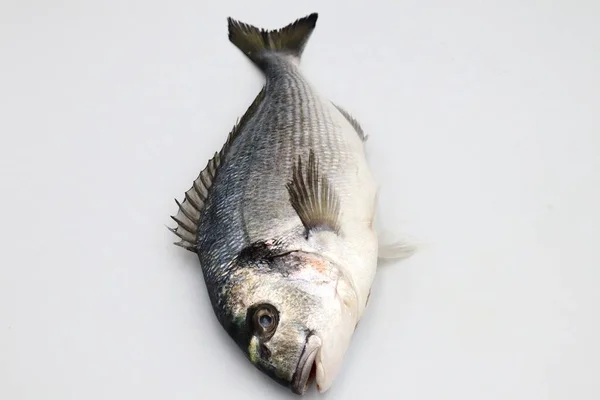 배경에 물고기 — 스톡 사진