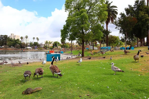 Los Angeles Kalifornia Maja 2019 Widok Park Macarthur Położony Dzielnicy — Zdjęcie stockowe