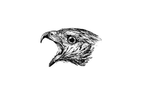 手绘单色的猛禽草图 黑色轮廓 — 图库照片