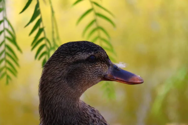 Brezilyalı Teal Ördeği Gölde — Stok fotoğraf