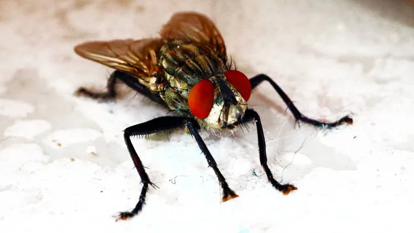 beautiful fly insect, macro view.