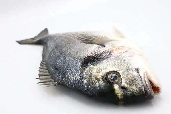 Рыба Белом Фоне — стоковое фото