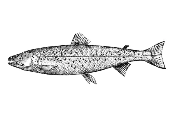 Balık Levreği Çizimi — Stok fotoğraf