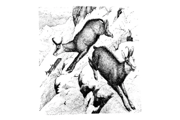 Απεικόνιση Ενός Λύκου Κρανίο — Φωτογραφία Αρχείου