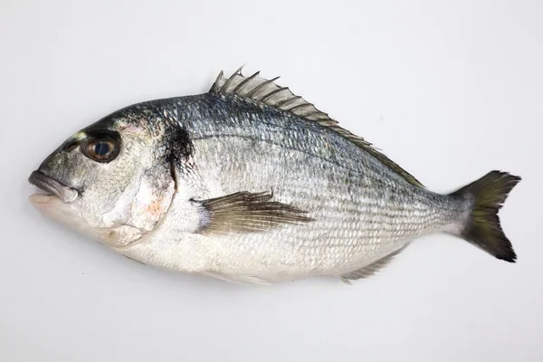 Fisch Auf Weißem Hintergrund — Stockfoto