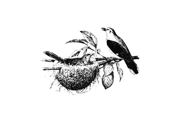 Ζωγραφισμένη Στο Χέρι Απεικόνιση Ενός Πουλιού Λευκό Φόντο — Φωτογραφία Αρχείου