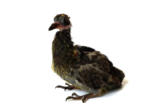 Güvercin Yavrusu Bilimsel Adı Columba Livia Beyaz Arka Planda Izole — Stok fotoğraf