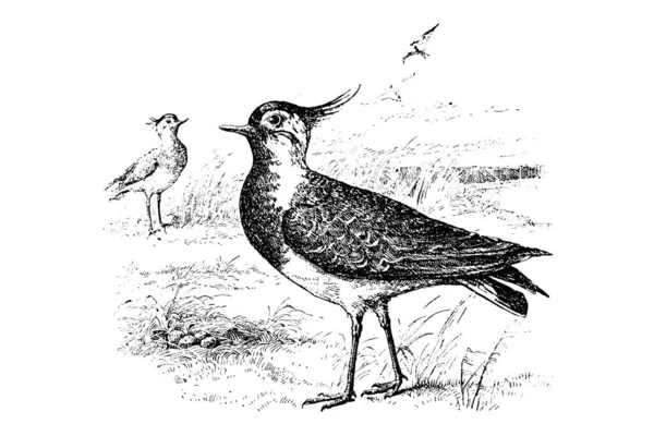 白色背景的手绘鸟类草图样式图解 — 图库照片