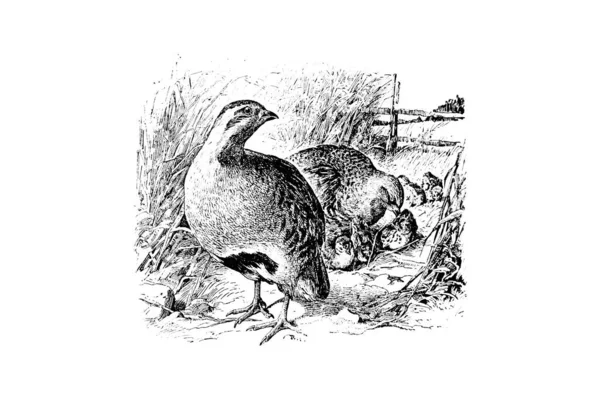 Ilustrace Ptáka — Stock fotografie