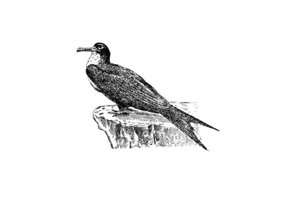 Schwarz Weiße Abbildung Eines Vogels — Stockfoto