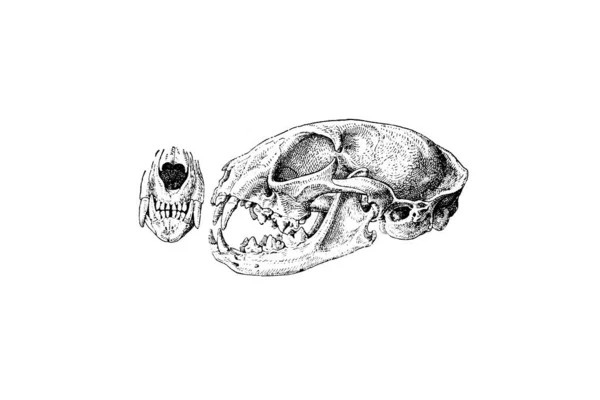 Croquis Zoologie Dessiné Main Illustration Style Gravure — Photo