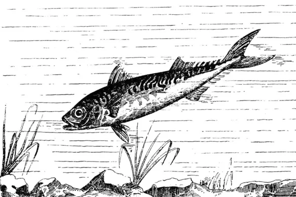 Halászat Folyón Kézzel Rajzolt Illusztráció — Stock Fotó