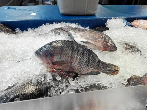 Свіжа Риба Ринку — стокове фото
