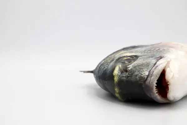 Риба Білому Тлі — стокове фото
