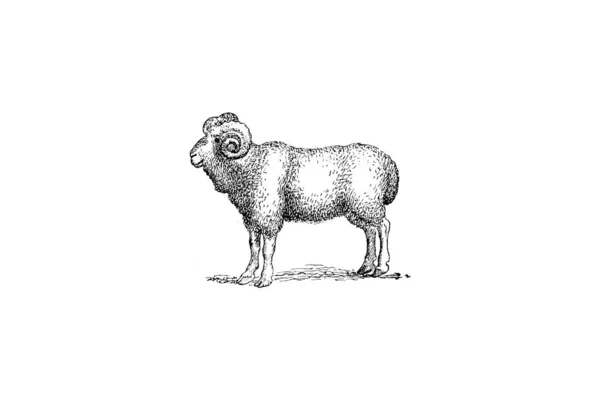 Ilustracja Białej Siwej Czarnej Siwowłosej Kozy — Zdjęcie stockowe