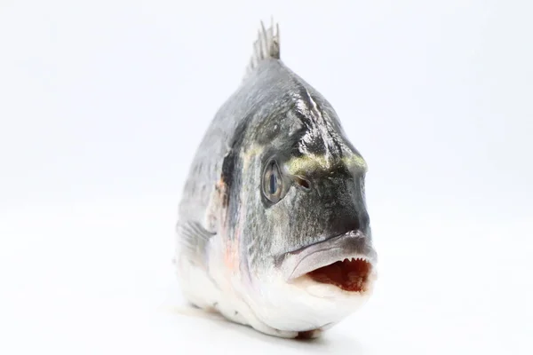 Vis Een Witte Achtergrond — Stockfoto