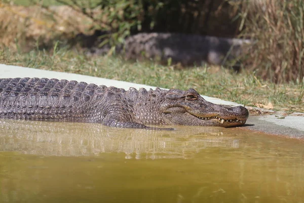Caimão Espetacular Caiman Crocodilus — Fotografia de Stock