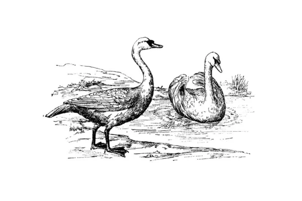 Güzel Bir Kuğu Resmi Çizim Çizimi — Stok fotoğraf