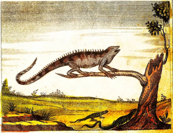 Iguana Green Lizard Grey Lizard 1840 빈티지 Engraved Illustration — 스톡 사진