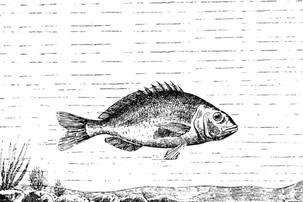 Peces Pesca Alimentación Fauna Mar Ilustración Vector Sobre Fondo Blanco — Foto de Stock