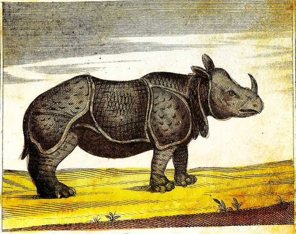 Rhinoceros 1840 Vintage Gegraveerde Illustratie Met Originele Kleuren Onvolkomenheden — Stockfoto