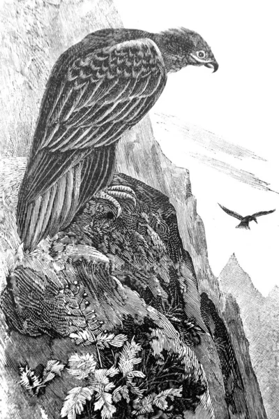 Ilustração Velho Pássaro — Fotografia de Stock