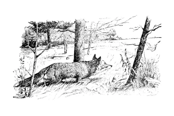 Schwarz Weiße Abbildung Eines Wolfes — Stockfoto