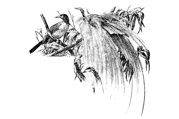 Schwarz Weiße Zeichnung Eines Abgestorbenen Baumes — Stockfoto