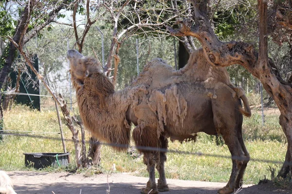 Camel Научное Название Camelus Bactrianus Mammal Camelid Family — стоковое фото