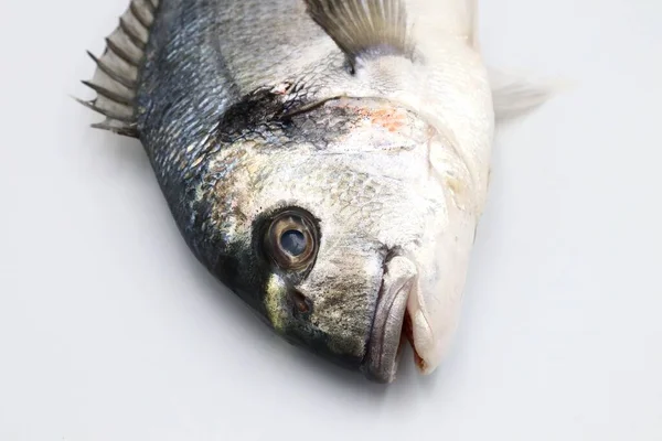 Ryby Bílém Pozadí — Stock fotografie