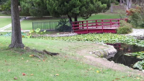 Japanese Garden Kenneth Hahn State Park Recreation Area Culver City — стокове відео