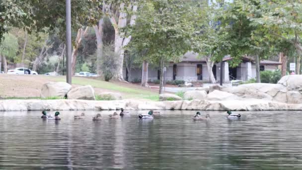 호수에 오리들 케네스 캘리포니아주 로스앤젤레스의 — 비디오