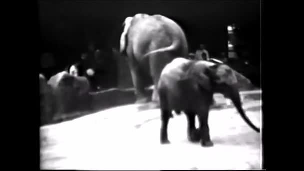 Olifanten Moeder Olifant Met Baby Zoon Dierentuin 1960 Vintage Video — Stockvideo