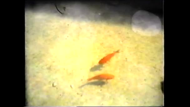 Goldfish Jaren Zeventig Vintage Video 8Mm — Stockvideo
