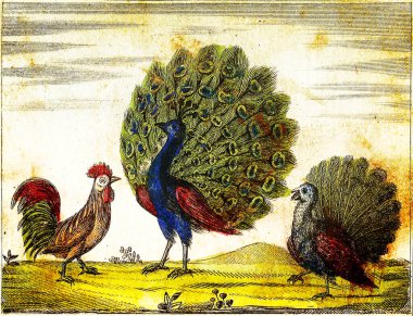 PEACOCK, INDIAN COK ve DOMESITC COK - 1840 Orijinal renkler ve kusurlarla İşlenmiş Vintage Illustration.